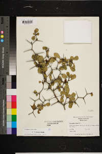 Crataegus colonica image