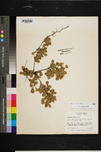 Crataegus lassa image