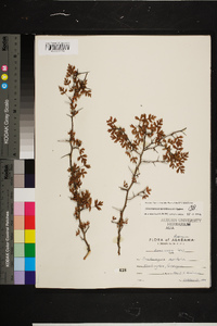 Crataegus marshallii image