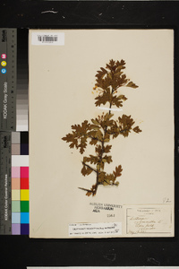 Crataegus monogyna image