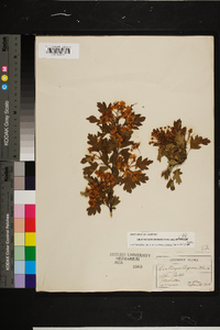 Crataegus monogyna image