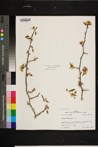 Crataegus opaca image