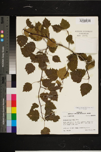 Crataegus pruinosa image