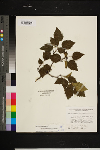 Crataegus pruinosa image