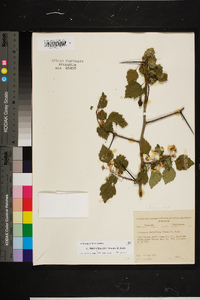 Crataegus pruinosa image