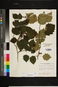 Crataegus schuettei image