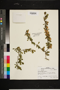 Crataegus spathulata image