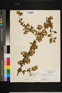 Crataegus spathulata image