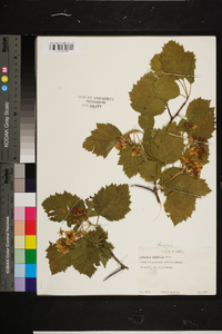 Crataegus submollis image