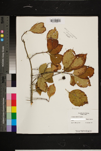 Crataegus triflora image