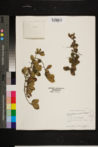 Crataegus uniflora image