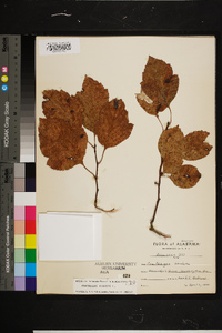 Crataegus viridis image