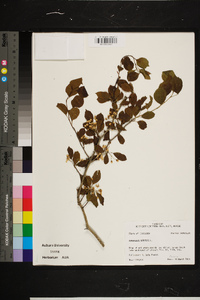 Crataegus viridis image