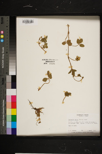 Potentilla indica image