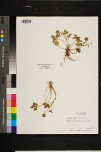 Potentilla indica image