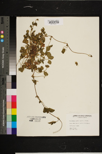 Potentilla indica image