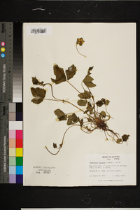 Potentilla indica image