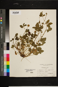 Potentilla indica image