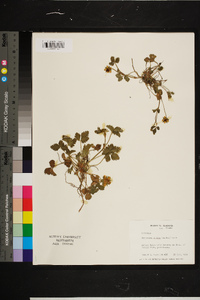 Potentilla indica image