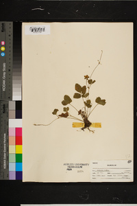 Potentilla indica image