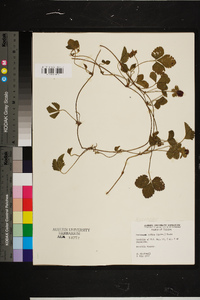 Potentilla indica image