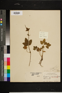 Potentilla indica image