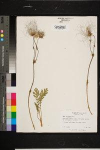 Geum triflorum image