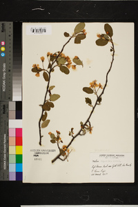 Malus angustifolia image