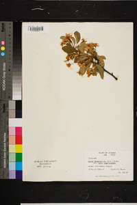 Malus angustifolia image