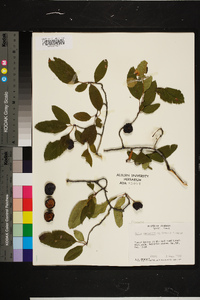 Malus angustifolia image