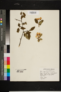 Malus angustifolia image