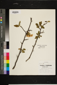 Malus angustifolia image