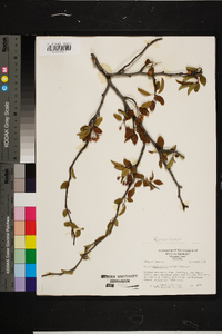 Malus angustifolia image