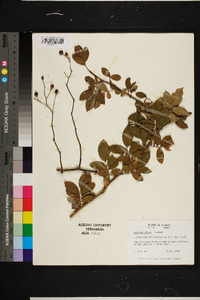 Rosa multiflora image