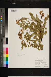 Rosa multiflora image