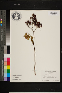 Rosa multiflora image