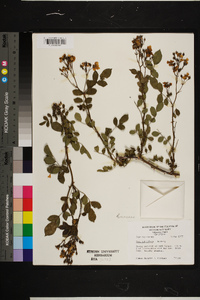 Rosa multiflora image