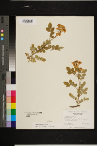 Rosa multiflora image