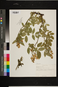 Rosa multiflora image