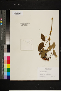 Rosa setigera image