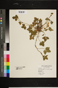 Rubus bifrons image