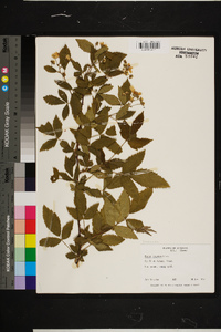 Rubus argutus image