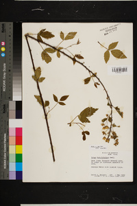 Rubus argutus image