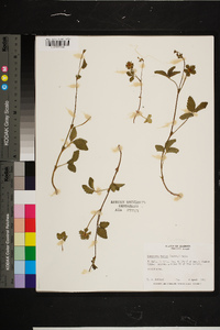 Rubus argutus image