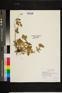 Rubus argutus image