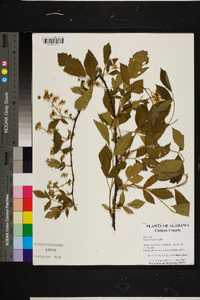 Rubus argutus image