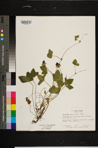 Rubus argutus image