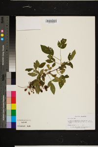 Rubus argutus image