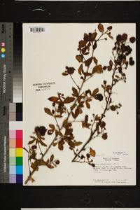 Rubus argutus image