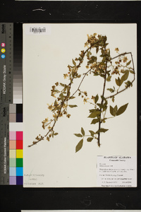 Rubus argutus image